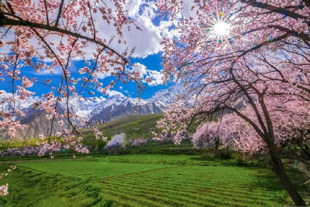 Spring Blossom in Gilgit-Baltistan